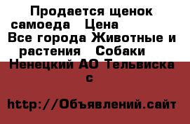 Продается щенок самоеда › Цена ­ 15 000 - Все города Животные и растения » Собаки   . Ненецкий АО,Тельвиска с.